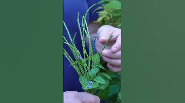 Suy tim,hở van tim tuyệt đối đừng bỏ qua cây này #cayduoichuot #thaoduoc #thaoduocdantoc