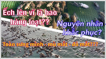 Nòng nọc lên vĩ là hao hàng loạt toàn mù mắt, sưng mình, đỏ mắt, đỏ đùi...nguyên nhân & cách ngừa.