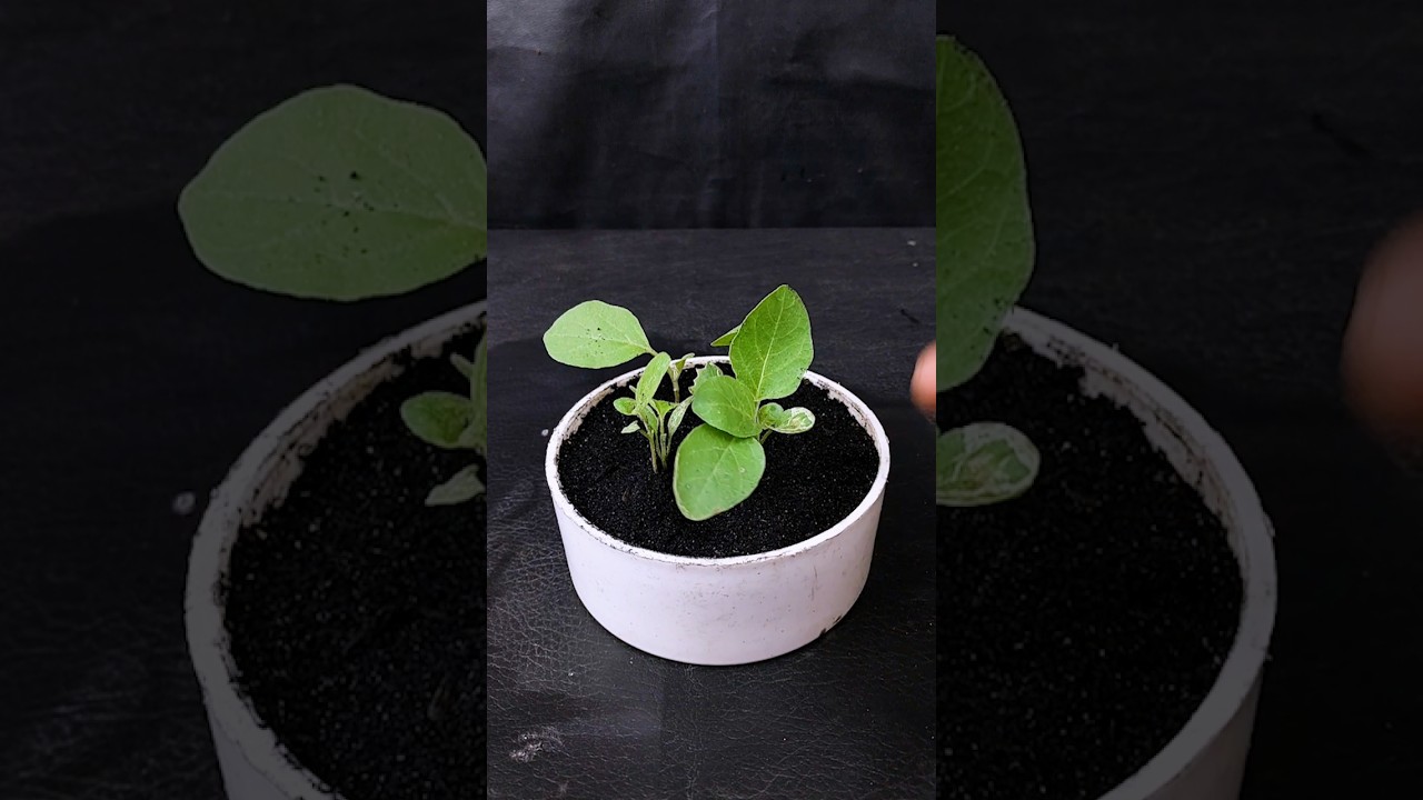 How to collect eggplant seeds and propagation at home