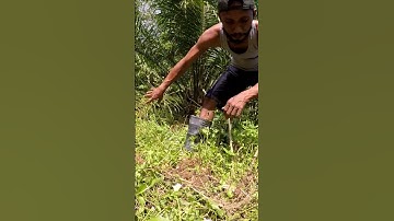 Harvesting cassava part 190 #shorts #farming #cassava #nature  #cassavaroots #cassavafarming