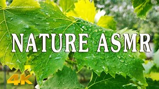 ASMR: the magic of autumn nature in Greece - Evia island
