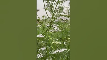 سورة القدر للقارئ عثمان مشعل الحداد #قران_كريم_راحة_نفسية