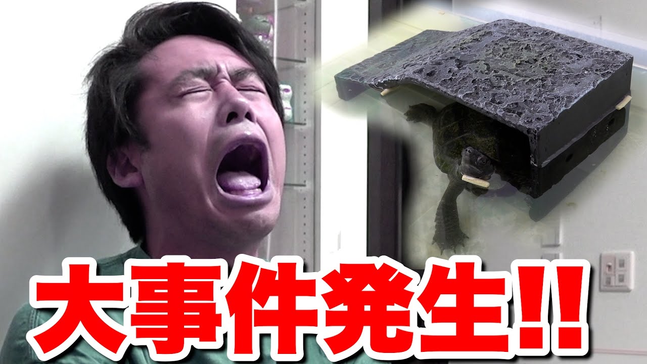 カメさんに新しいお家を買ったら悲劇がおきて弁償する事件になった。。。