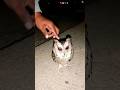Owl 🦉 Rescue Karne ki Koshish 🤦#owl #rescue #shorts