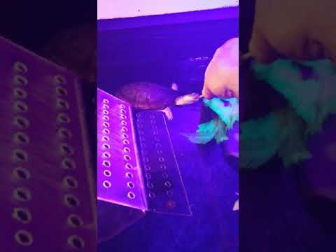 Video: Tavuk Kaplumbağa