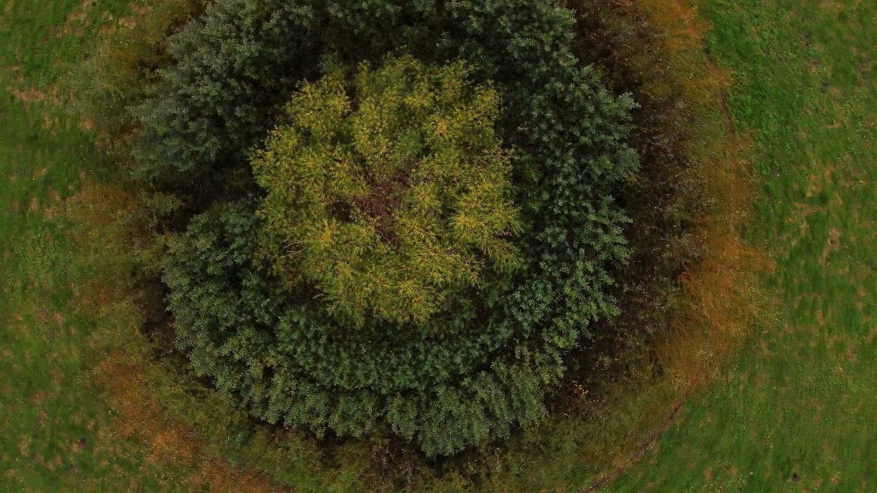 Elmshorn | Herbstspaziergang im Liether Wald