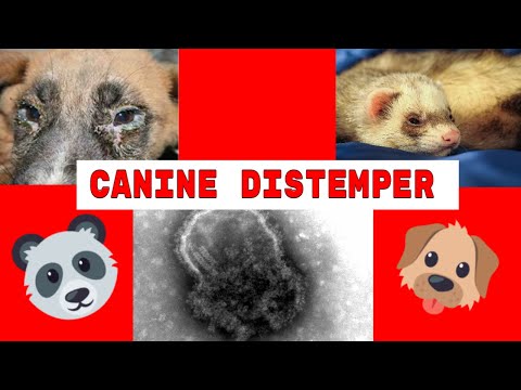 Video: Surua (Canine Distemper Virus) Huko Ferrets