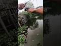 lure fishing big shenakhead hunting #fishing #shortsviral #fish #bigfish #lurefishing