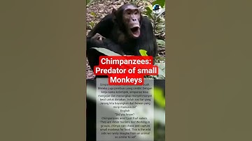 chimpanzees predator small monkeys