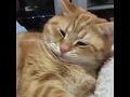 funny cats videos