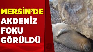 Mersin Sahilinde Akdeniz Foku Için 5 Saatlik Nöbet A Haber