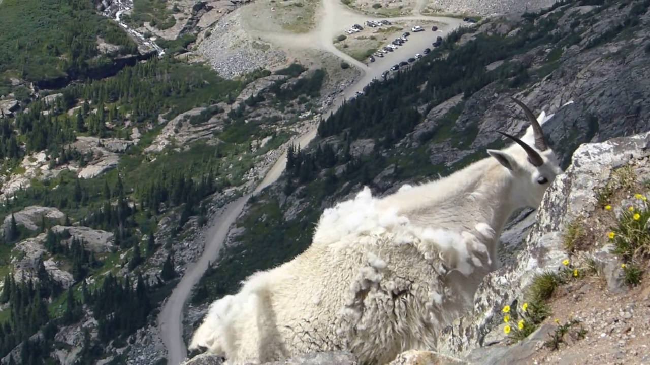 Mountain Goat on Mt Quandry
