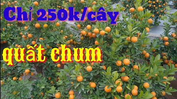 Giá quất tết 2022 tại vườn, chỉ 250k/cây quất chum, giá bán quất tết 2022 thu hồi vốn