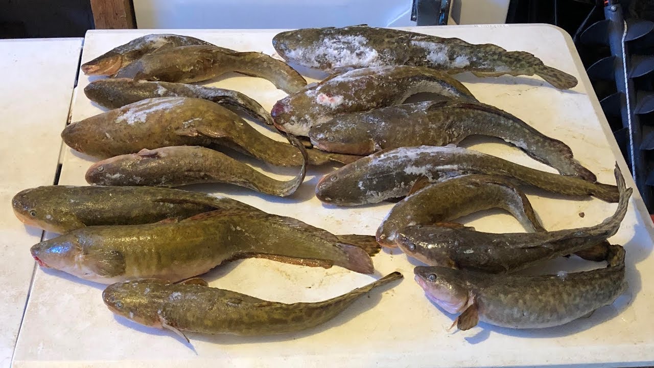 Burbot Fishing Catch Your Own Bait YouTube