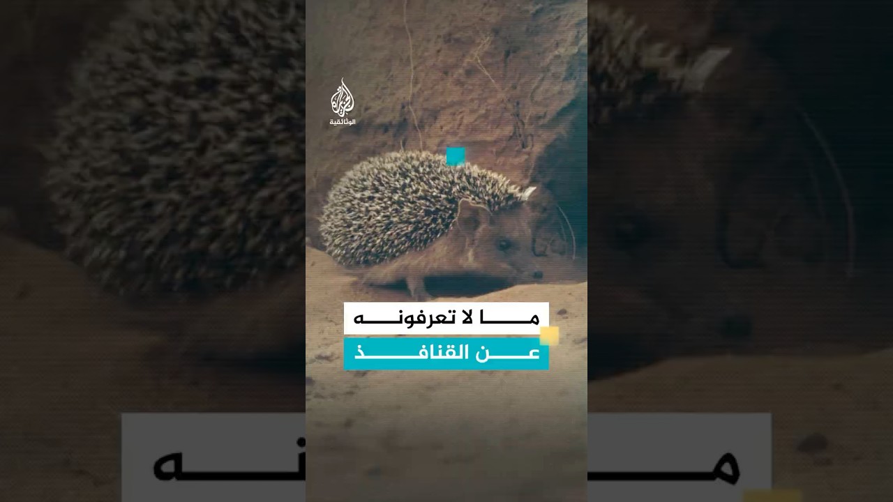 ما لا تعرفونه عن القنافذ