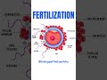 Fertilization is the magical union of gametes #fertilization #lifebegins #humanreproduction