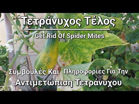 Βίντεο: Αντιμετώπιση προβλημάτων με φυτά αράχνης - Γιατί ένα φυτό αράχνης φαίνεται μαρασμένο