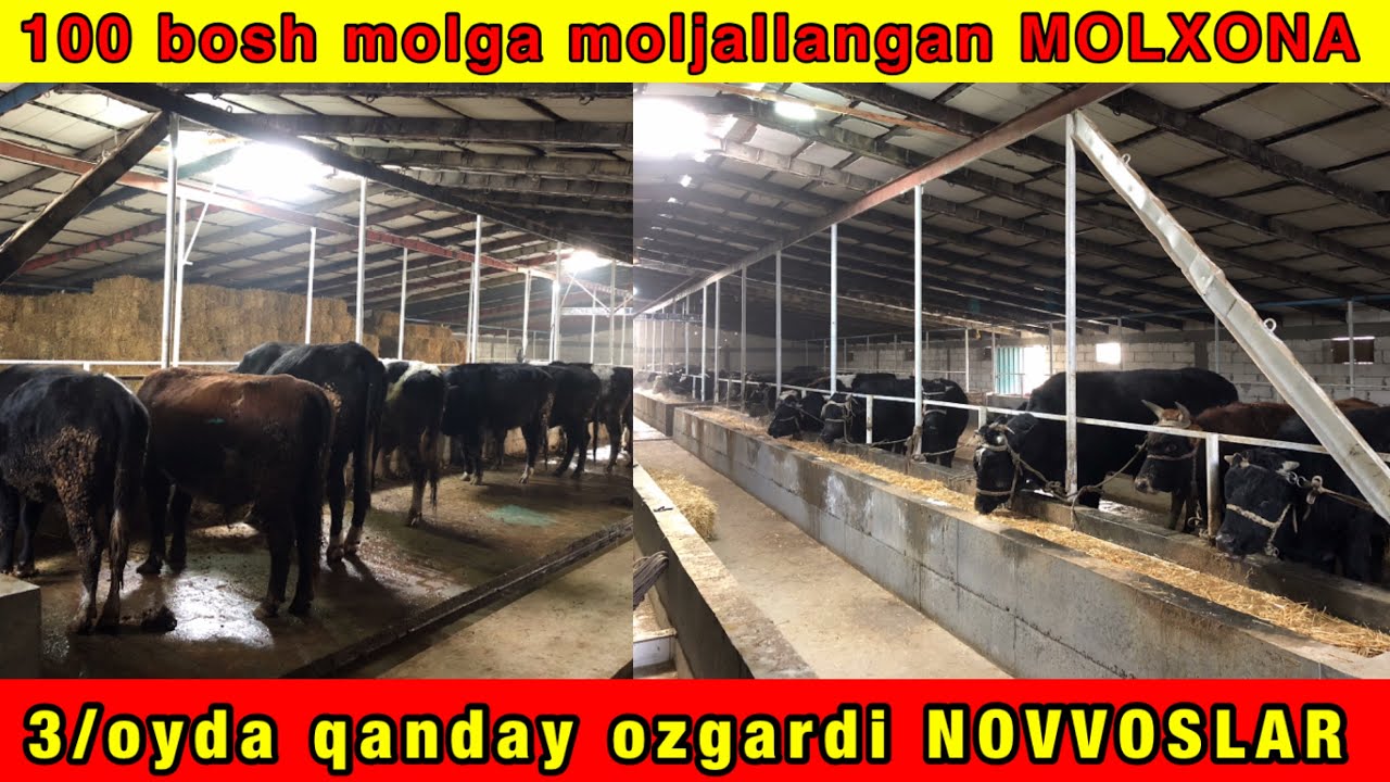 Молхона куриш проекты