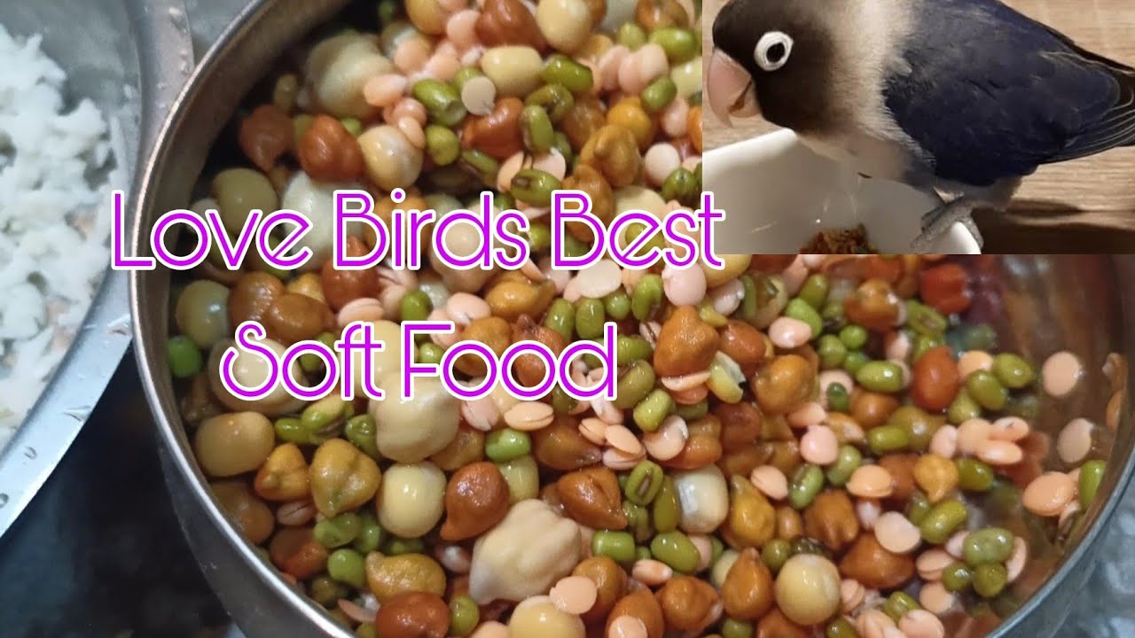 Love Birds Best Soft Food. Love Birds Daily Food Chart. lovebirds 