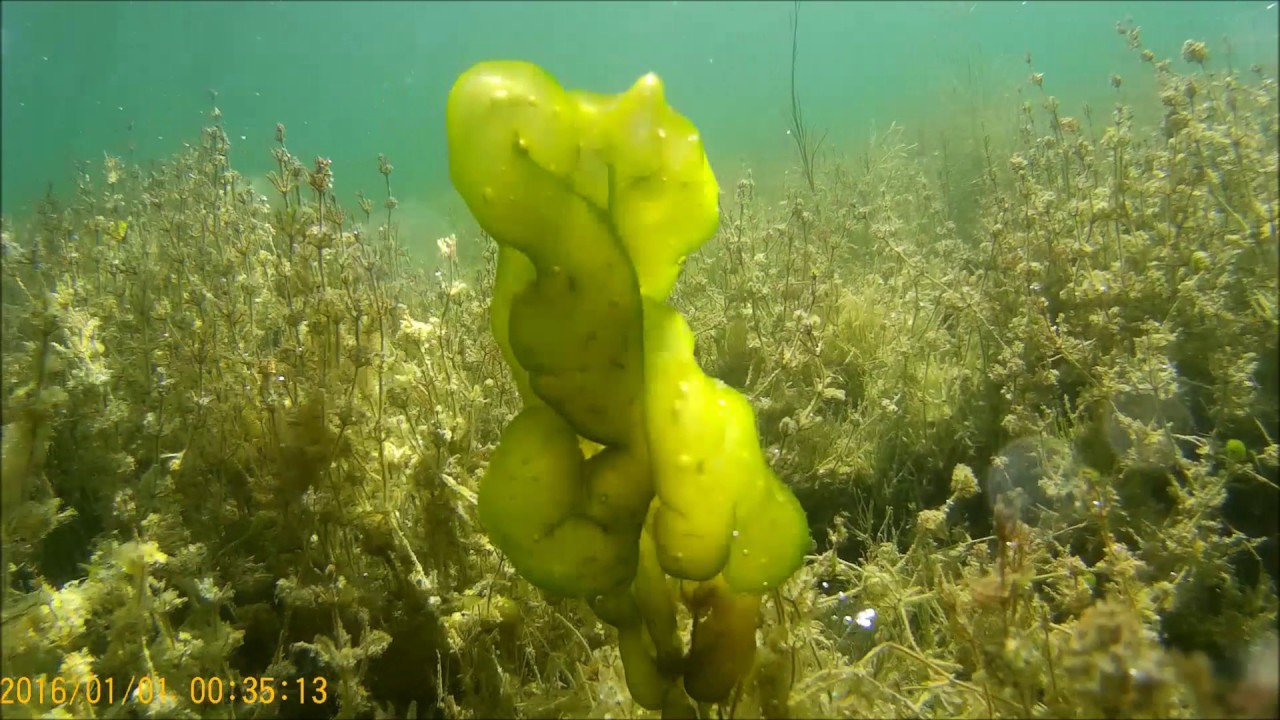 Nurkowanie Jezioro Staw ( SJCAM 4000)