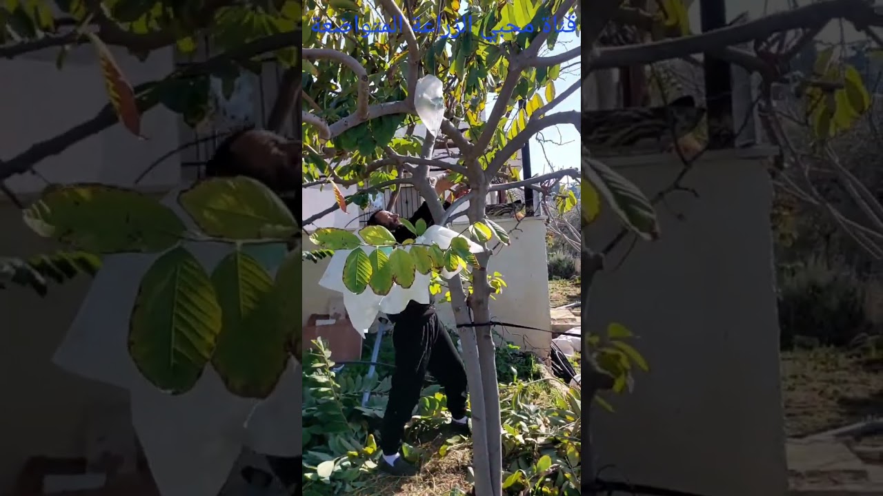 تقليم اشجار القشطة من اجل اثمار دون الحاجة لتلقيج الازهار بشكل يدوي 🍃☘️🌳
