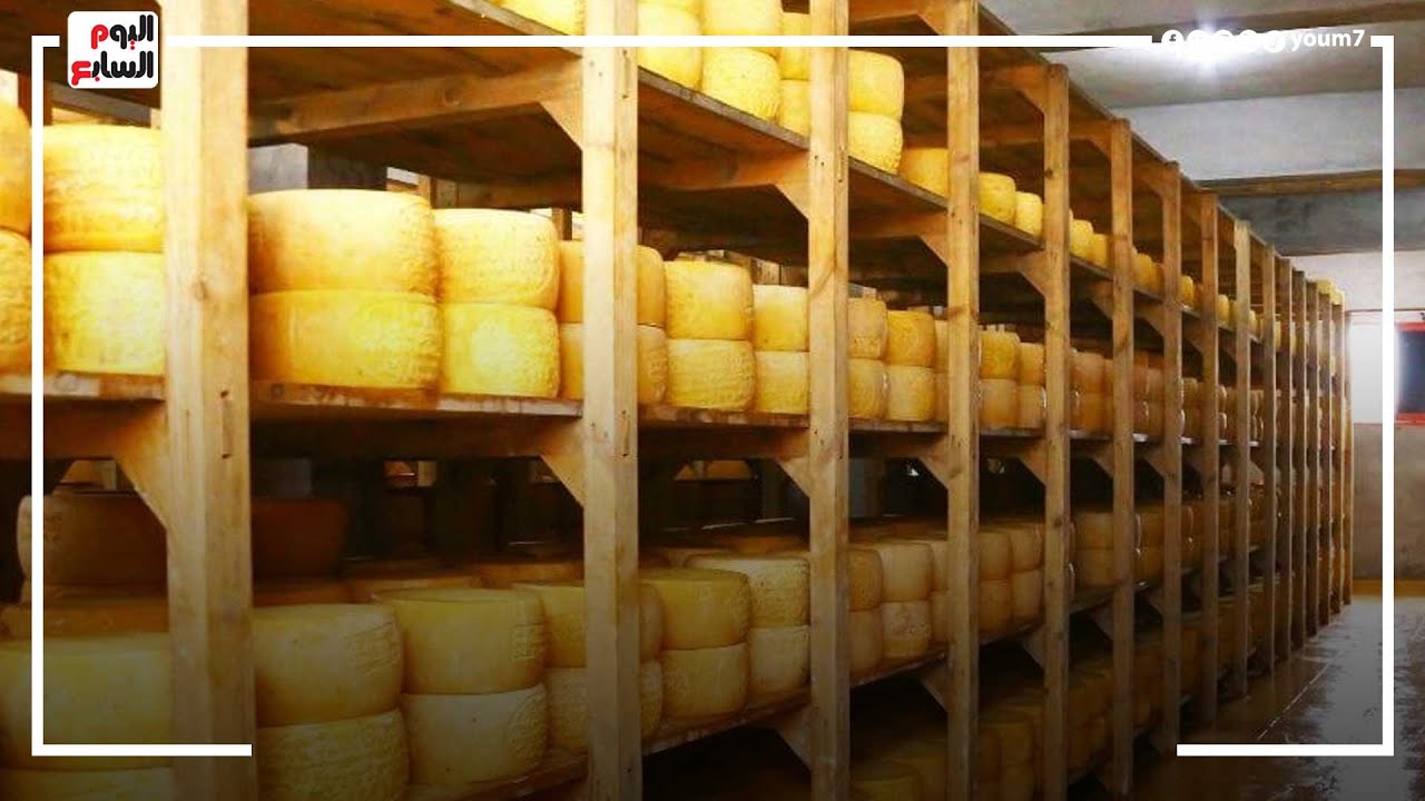 صنعة عالية الجودة فى 60 دقيقة فقط.. رحلة صناعة الجبنة الرومى بأيدٍ مصرية