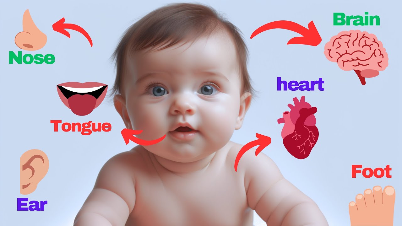 Learn Parts of the Body | Fun & Educational Video for Kids 🎉🧠 - YouTube