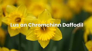Bláthanna / Flowers