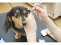 大阪 旭区 ダックス カット トリミング【ミミちゃんの美容の様子♡】