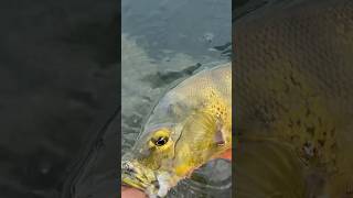 BIG Peacock Bass