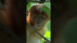 Proboscis Monkey Baby Surprised #shorts #monkey