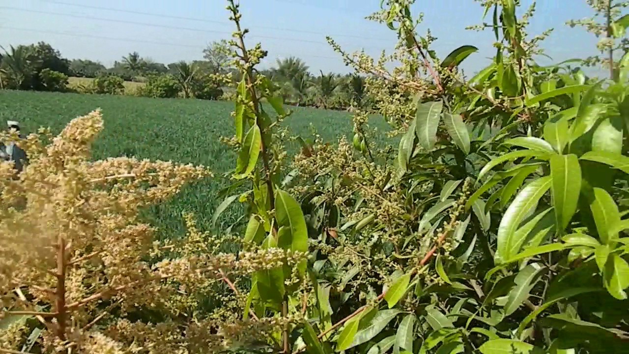 Best Result of Organic Fertilizer on Mango Tree YouTube