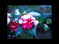 D40 写真集 アニメタル