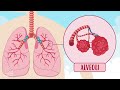 The respiratory system    happy learning