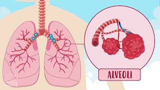 THE RESPIRATORY SYSTEM IN SIGN LANGUAGE 🫁 💨 👃🏼| Happy Learning