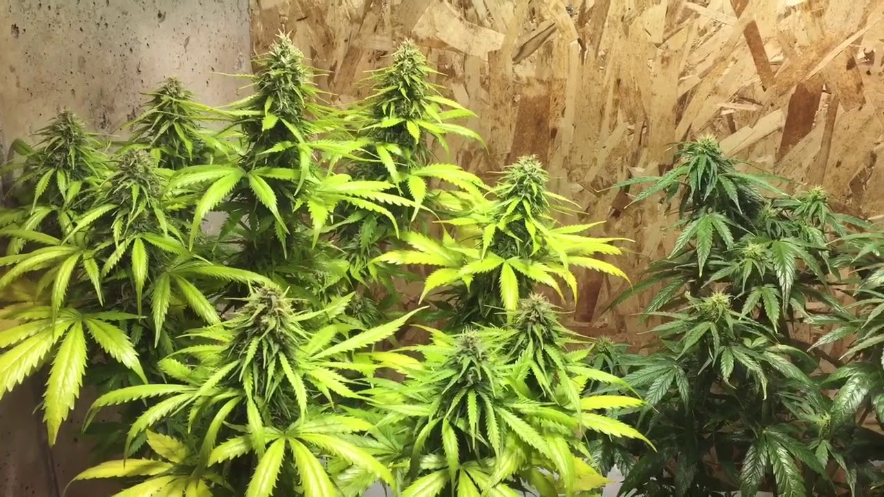 Critical mass auto by CANUK SEEDS update.