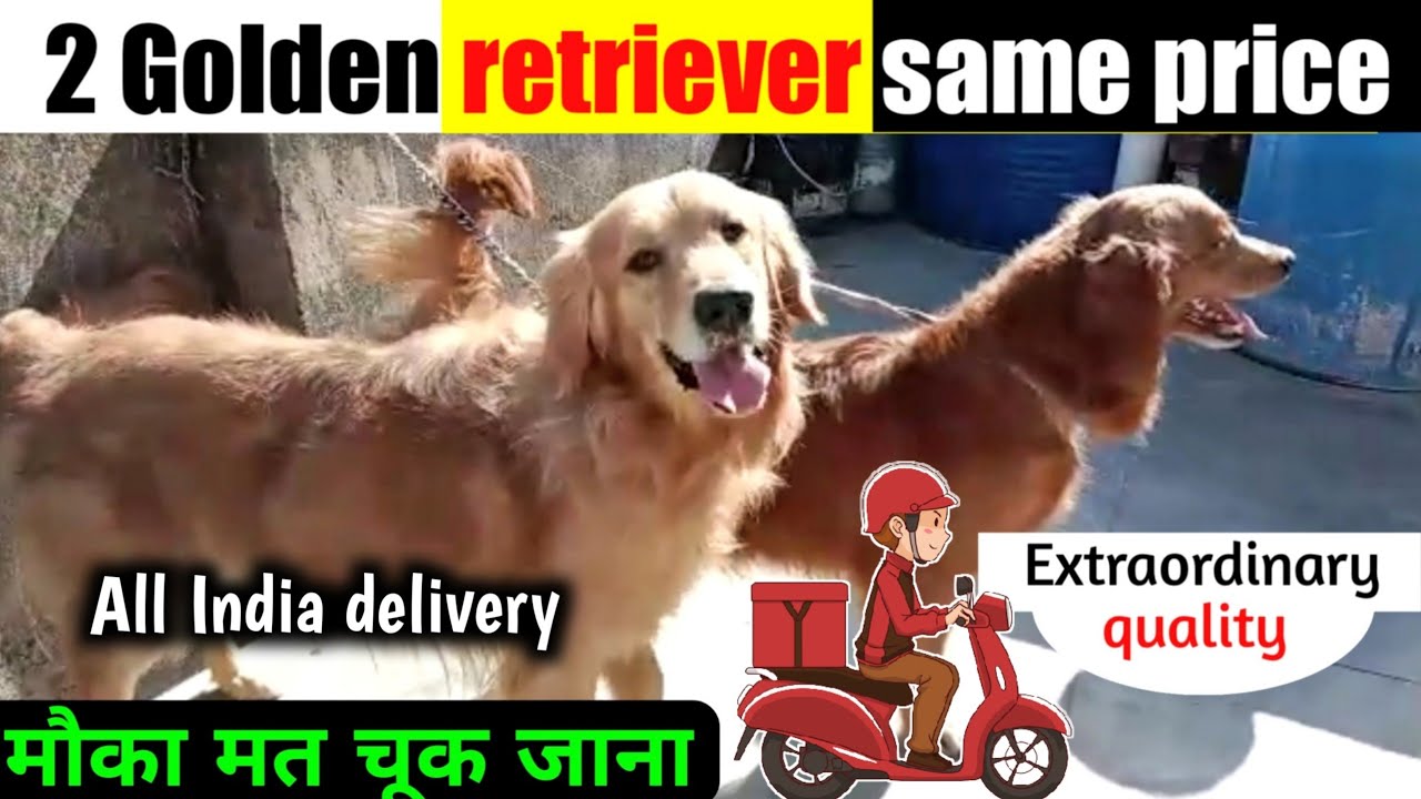 Double Golden R Double Golden retriever || Show quality adult dog || Dark & light color ...