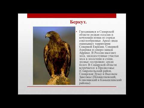 Красная книга животные Самарской области