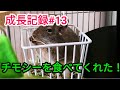 【デグー】ビビの成長記録 #13