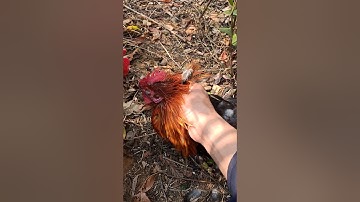 Qaib bokeo dib xeev khuam tuaj zoo