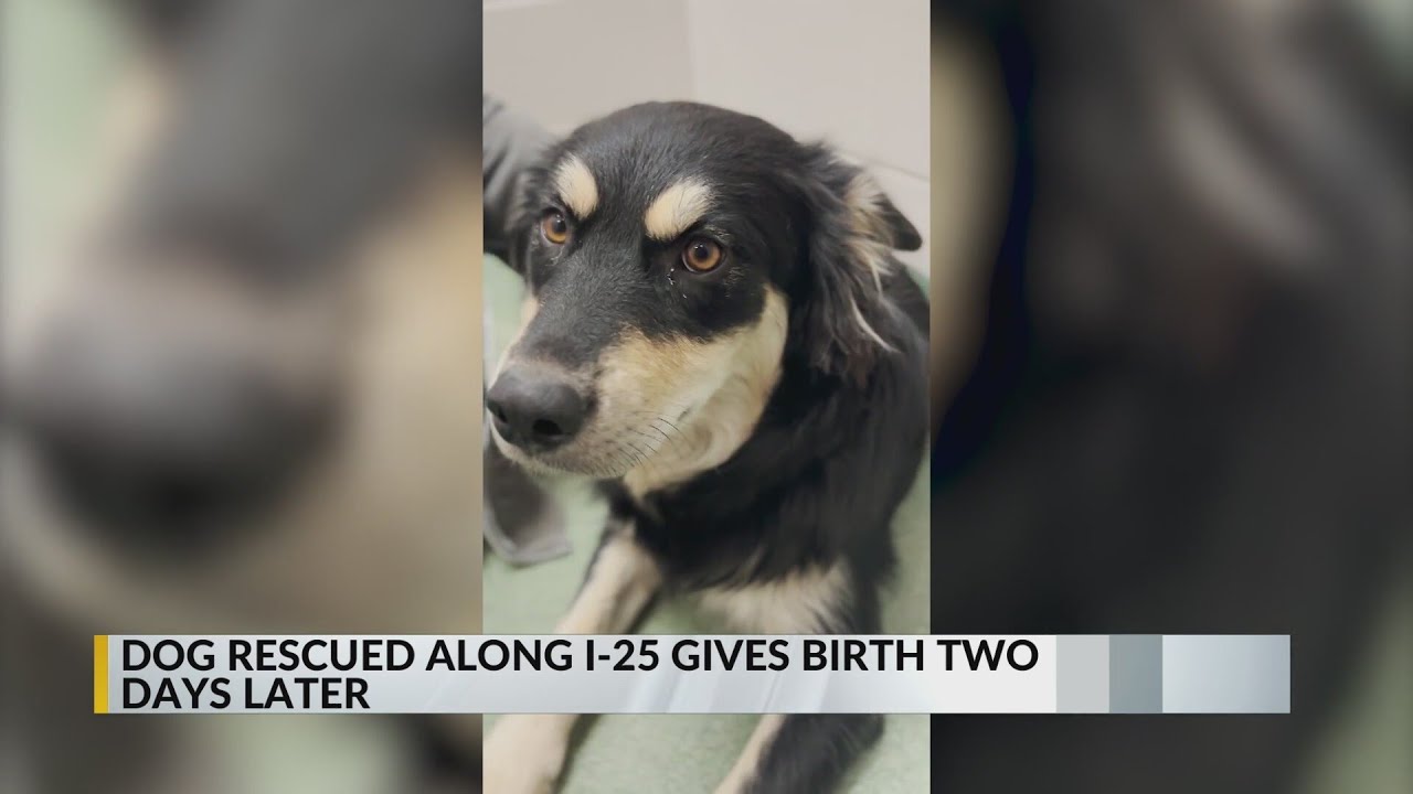 Santa Fe Animal Shelter seeking help for pregnant stray dog - YouTube