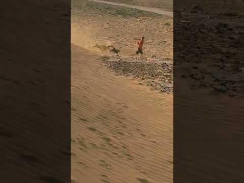 الصحراء الجزائرية الصحراء الجزائر بشار كلاب