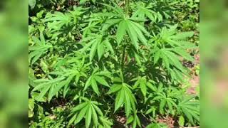 🦍Guerilla Grow update July 4th💥 part 3 of 5 Baboon, and South Bay Kush