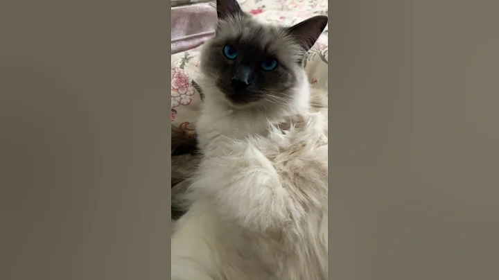 Video 11610741: fluffy cat, grooming, cute cat