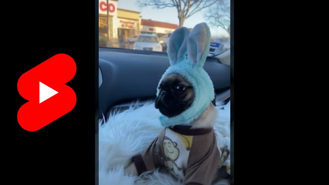 Cute Pug with bunny ears | Pet Lover | Aww Club