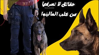 ما هى مميزات وعيوب كلاب المالينو Malinois|وأكثر 8 حقائق ستصدمك عن كلب المالينوا | Malinois dog