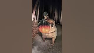 OOGIE BOOGIE Dance - Halloween Stopmotion - 2023