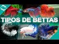 TIPOS DE BETTAS - todas la variedades de peces bettas - Por Aleta y por Color - Lima - Perú