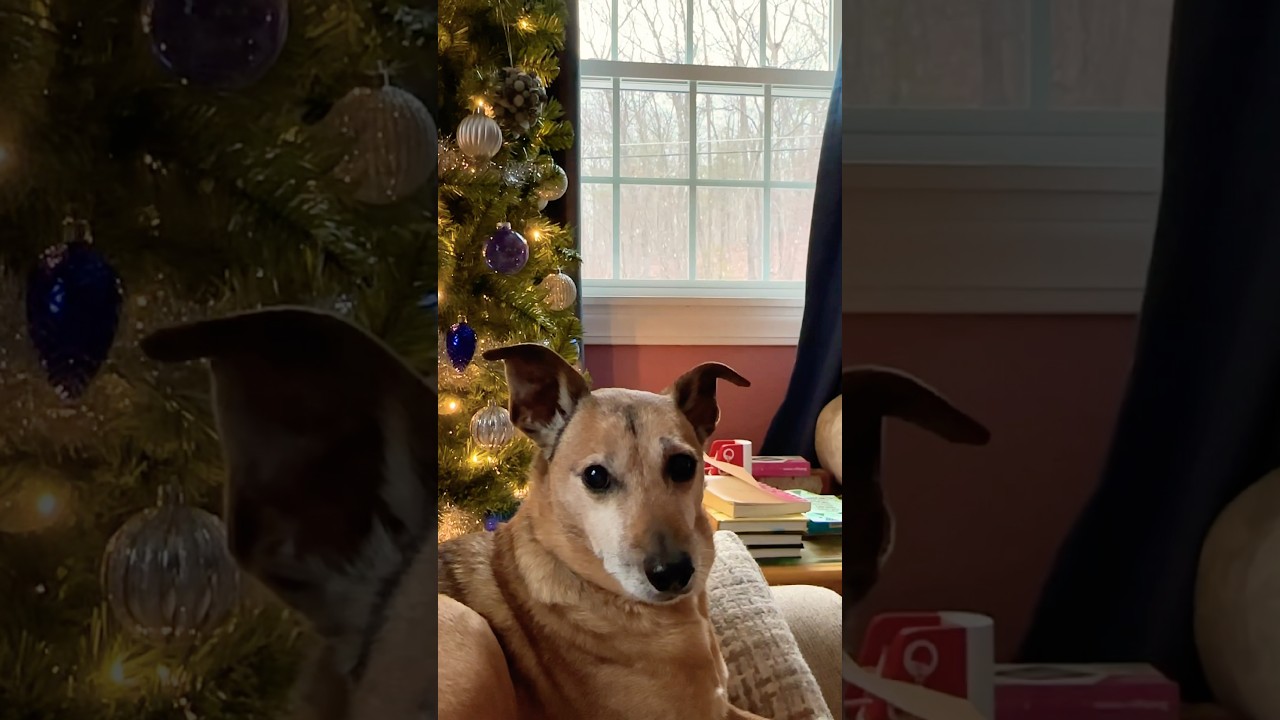 Happy Holidays from the Carter family and Bones