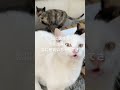 正直困るんだよ…だから約束して。#保護猫 #野良猫 #cat #子猫 #shorts